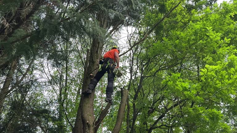 Best Tree and Shrub Care  in Brent, FL